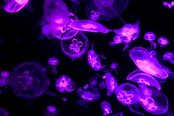 Fototapeta na wymiar White jellyfish or Phyllorhiza punctata, under water at aquarium with colorful lights. Selective focus.