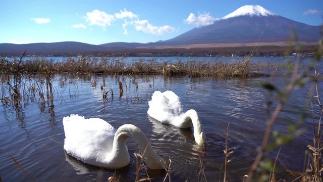 Mount Fuji, in the background, stands watch over swans as they forage for food and float serenely by on the lake waters in the foreground, Japan.