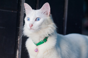 A stunning white cat with captivating blue eyes and a green collar, featuring a purple bell