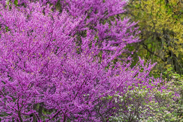 Redbud tree branches with many purple flowers blossom blooming in spring in garden backyard in Virginia during springtime