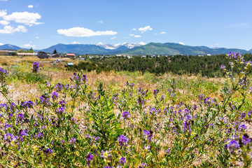 Landscape view foreground of purple flowers during summer from High Road to Taos of mountains and village called Truchas