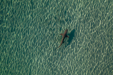 shark swimming near the beach