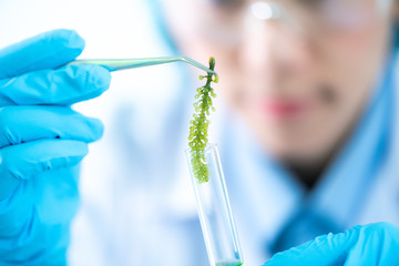 Biofuel research process in laboratory, Microalgae Photobioreactor for alternative energy...