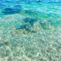 Manly beach