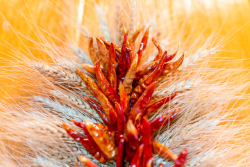 Mexican ristra dried red chile peppers hanging as decoration on door in house in New Mexico macro...