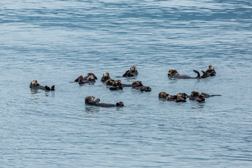 Raft of sea otters floating together in the Prince William Sound