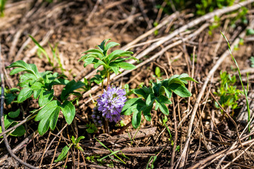 Closeup of colorful Ballhead waterleaf flower with purple color on hiking trail in town called Crested Butte, Colorado famous for wildflowers