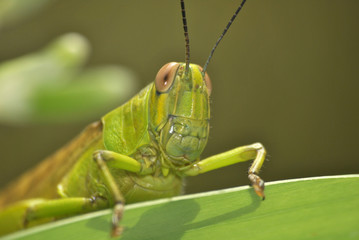 Close-Up of a Green Grasshopper on a Leaf