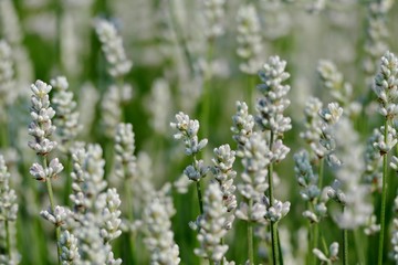 《美郷町のラベンダー園》秋田県美郷町