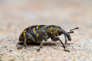 Hylobius Abietis Large Pine Weevil Beetle Pest Parasite Macro