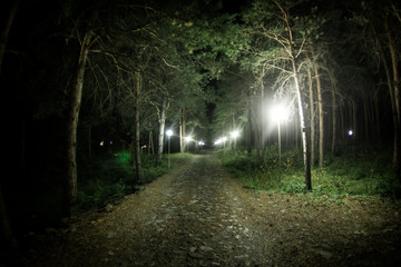 Obraz premium magical lights sparkling in mysterious forest at night. Pine forest with strange light