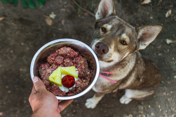 Husky wolf dog sitting smelling her plate of natural raw barf diet food - obrazy, fototapety, plakaty