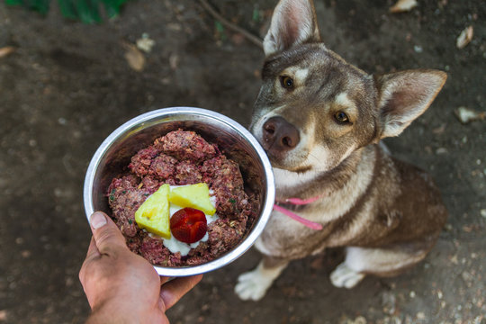 Husky wolf dog sitting smelling her plate of natural raw barf diet food
