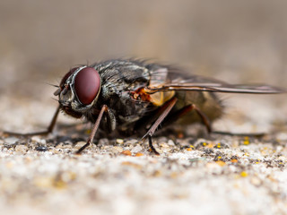 Diptera Meat Fly Insect On Rock