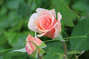 Queen Elizabeth Rose, Edmonton, Alberta