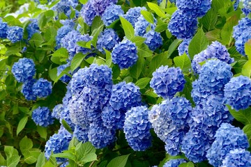 雲昌寺（あじさい寺）秋田県男鹿市