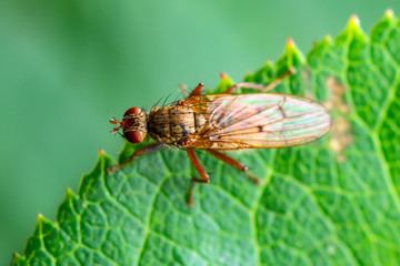 Exotic Drosophila Fruit Fly Diptera Parasite Insect on Plant Leaf Macro