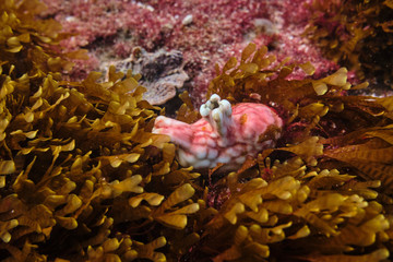 Coral Reef underwater