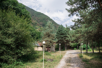 Forest landscape.Beautiful forest nature. Tall old pine trees. Summer sunny day.