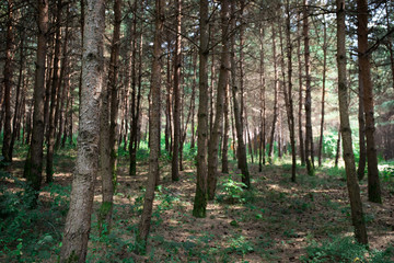 Bark of Pine Tree close up. Beautiful pine forest at summer time.