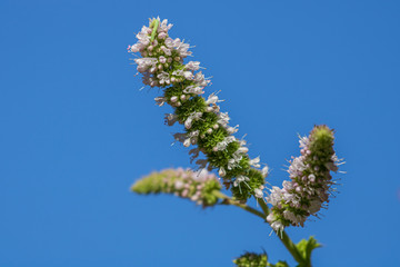 Blooming apple mint