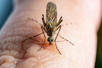 Encephalitis, Yellow Fever, Malaria Disease, Mayaro or Zika Virus Infected Culex Mosquito Parasite Insect on Skin Macro