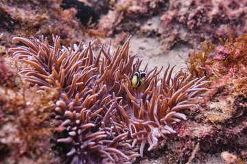 Fototapeta na wymiar Saddleback clownfish hiding underwater in a coral reef