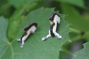 Beautiful Wood Nymph moth