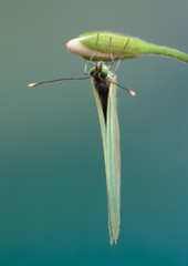  white butterfly on flower, blur
