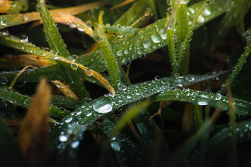 fresh morning dew drops on green grass, spring macro nature background, close up of water droplets on grass