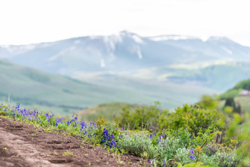 Obraz premium Many Delphinium nuttallianum larkspur flowers along path on Crested Butte, Colorado Snodgrass hiking trail in summer with snow mountain in background