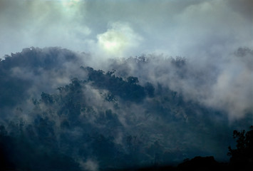Mist-covered Amazon cloud forest of Peru. 