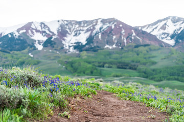Many Delphinium nuttallianum larkspur flowers along road on Crested Butte, Colorado Snodgrass...