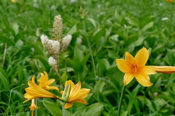 《秋田駒ヶ岳の登山》秋田県仙北市