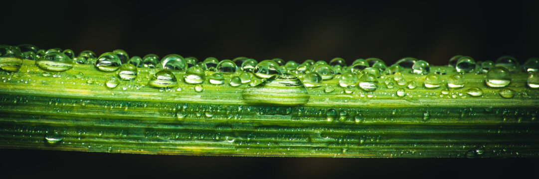 fresh morning dew drops on green grass, spring macro nature background, close up of water droplets on grass - Powered by Adobe