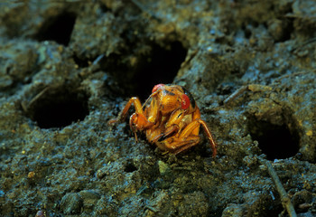 d, the mature nymphs of the periodic (17-year) cicada (Magicicada sp.) burrow up out of the ground before climbing onto a tree trunk or other object to begin metamorphosing into an adult.