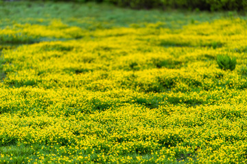 Colorful vivid color in field meadow of buttercup yellow flowers in Crested Butte, Colorado Snodgrass trail in summer in Rocky Mountains