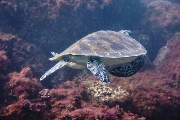 Fototapeta premium Portrait of a green sea turtle swimming with divers on East Coast of Australia