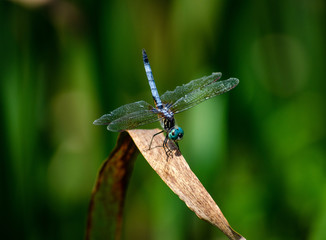 Dragonfly on dry leaf