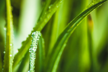 fresh morning dew drops on green grass, spring macro nature background, close up of water droplets on grass