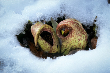 Flowers of skunk cabbage (Symplocarpus foetidus) blooming after snowstorm. Flowers generate heat...