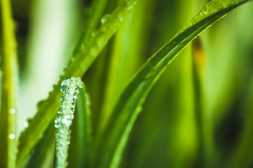 fresh morning dew drops on green grass, spring macro nature background, close up of water droplets on grass