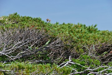 《秋田駒ヶ岳の登山》秋田県仙北市