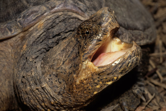 Adult snapping turtle (Chelydra serpentina) in defensive posture. A large freshwater turtle with a powerful bite. Knife-edge jaws could easily sever a human finger.