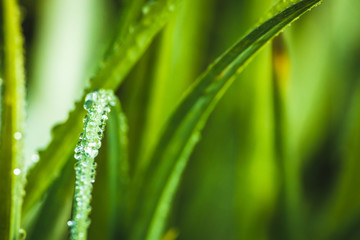 fresh morning dew drops on green grass, spring macro nature background, close up of water droplets on grass