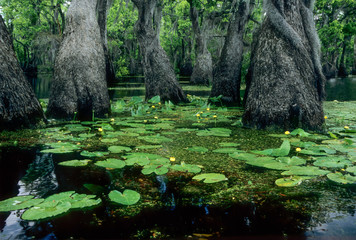 Ancient swamp tupelo trees (Nyssa aquatica) and spatterdock water lily (Nuphar advena) in...