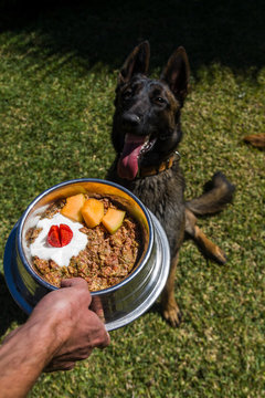 Belgian shepherd malinois waiting for her raw barf diet meal