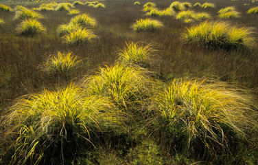 Wind-blown tussock grasses near Okarito Lagoon on west coast of South Island of New Zealand.