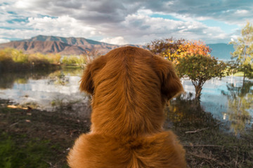 Portrait of concentrated cute golden retriever looking at the clouds and landscape on a beautiful...