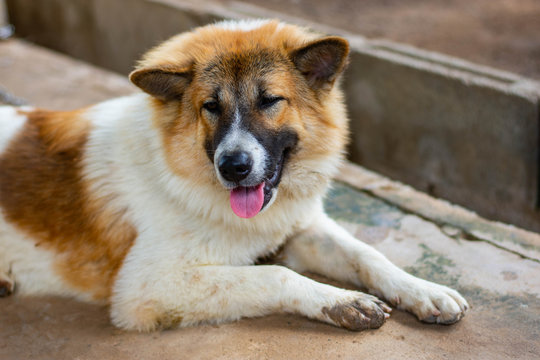 Bangkaew dog, Thai brown dog breed